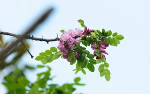 好看的槐花图片_12