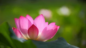 清新唯美树叶花卉壁纸_6