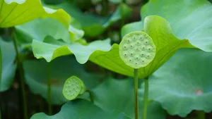 高清荷花图片_4