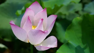 高清荷花图片_7