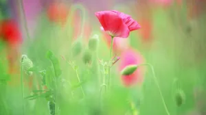 虞美人图片_10