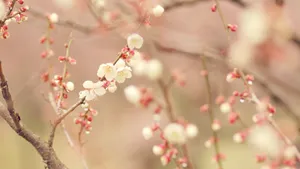 好看的鲜花图片壁纸_6