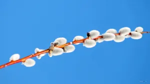 好看的鲜花图片壁纸_9