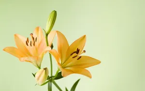 云裳仙子淡雅百合花图片_2