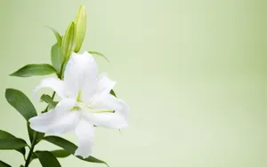 云裳仙子淡雅百合花图片_3