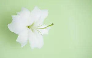 云裳仙子淡雅百合花图片_4