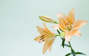 云裳仙子淡雅百合花图片_5