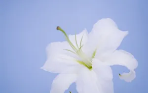云裳仙子淡雅百合花图片_7