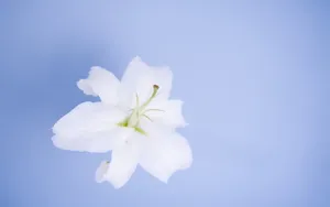 云裳仙子淡雅百合花图片_8