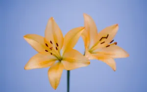 云裳仙子淡雅百合花图片_9