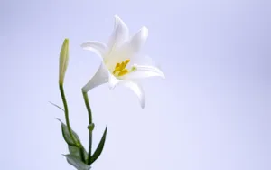 云裳仙子淡雅百合花图片_10