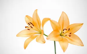 云裳仙子淡雅百合花图片_12