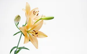 云裳仙子淡雅百合花图片_13