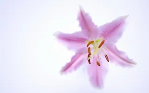 云裳仙子淡雅百合花图片_14