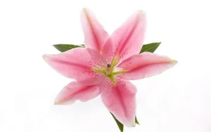 云裳仙子淡雅百合花图片_15