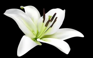 云裳仙子淡雅百合花图片_16