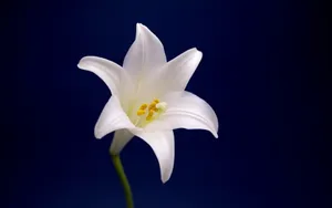 云裳仙子淡雅百合花图片_17