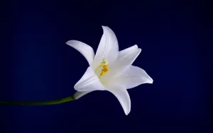 云裳仙子淡雅百合花图片_18