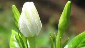 栀子花图片花语壁纸