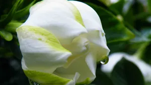 栀子花图片花语壁纸_2