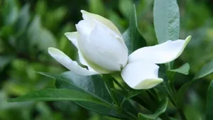 栀子花图片花语壁纸_3