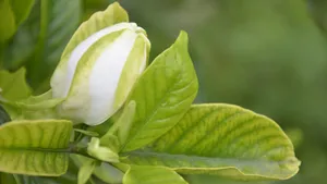 栀子花图片花语壁纸_4