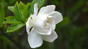 栀子花图片花语壁纸_5