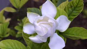 栀子花图片花语壁纸_6