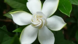 栀子花图片花语壁纸_7