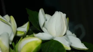 栀子花图片花语壁纸_8