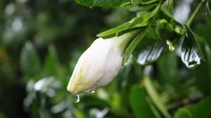 栀子花图片花语壁纸_9