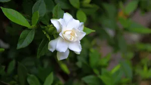 栀子花图片花语壁纸_10