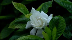 栀子花图片花语壁纸_11