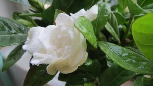 栀子花图片花语壁纸_12