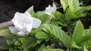栀子花图片花语壁纸_13