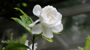栀子花图片花语壁纸_14