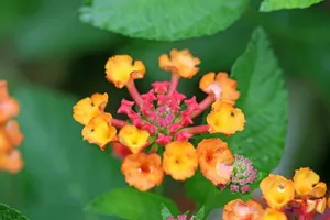 五色梅花语图片壁纸
