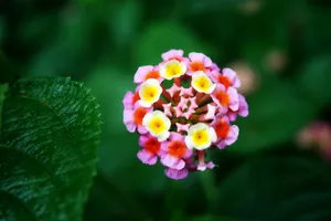五色梅花语图片壁纸_2