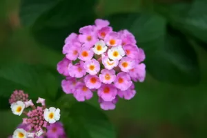 五色梅花语图片壁纸_3