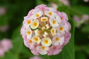 五色梅花语图片壁纸_4