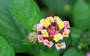 五色梅花语图片壁纸_5