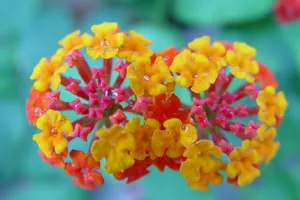 五色梅花语图片壁纸_6