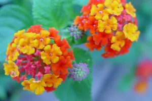 五色梅花语图片壁纸_7