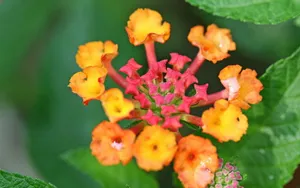 五色梅花语图片壁纸_8