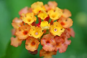 五色梅花语图片壁纸_9