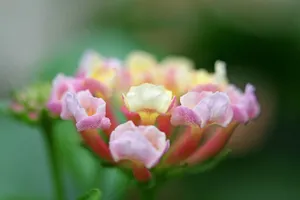 五色梅花语图片壁纸_11