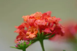 五色梅花语图片壁纸_12
