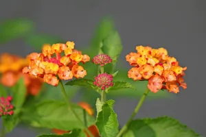 五色梅花语图片壁纸_13