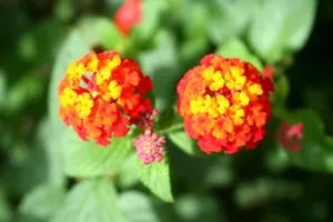五色梅花语图片壁纸_15
