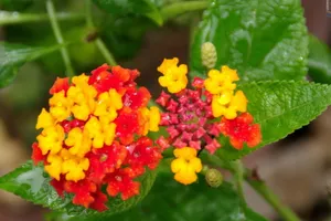 五色梅花语图片壁纸_18